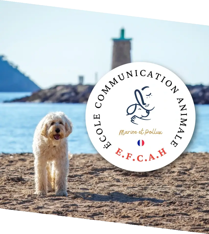 EFCAH, client dont le site internet sur mesure a été développé par Countea Applications.